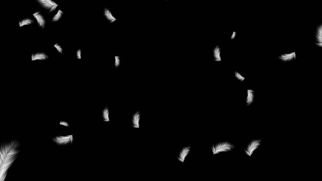 Feather video keying material with alpha channel, suitable for film and television post production, VJ performances, stage backgrounds, and visual creation.