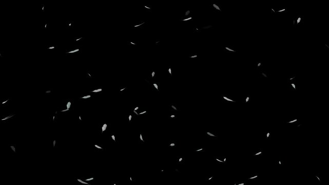 Feather video keying material with alpha channel, suitable for film and television post production, VJ performances, stage backgrounds, and visual creation.