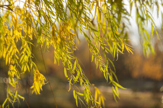 Willow tree branches with green and yellow leaves hanging in sun. Golden autumn foliage in park. Nature landscape background for seasonal card with fall concept and bright lighting.