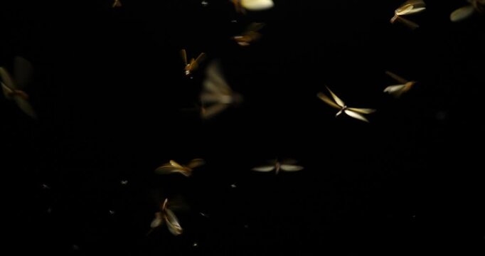 Large groups of alates are buzzing around light bulbs at night, a termite ecosystem.