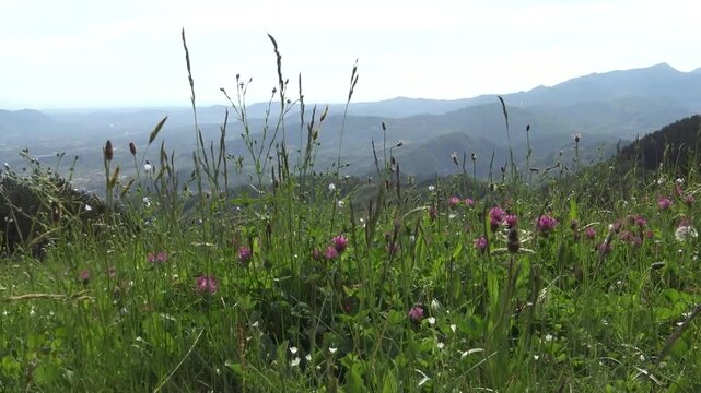 Panorama montano con fiori