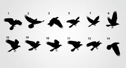 Obraz premium Set of Black Bird Silhouettes in Different Flight Poses, Crow and Raven Vector Illustration Collection