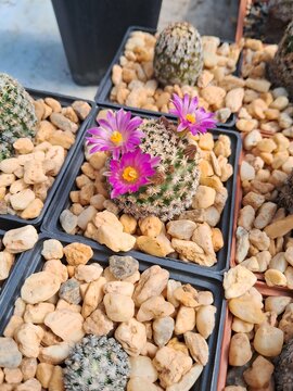 cactus en floraci&oacute;n