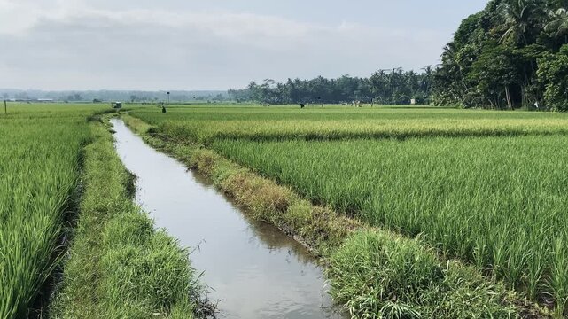 Indonesian scenery morning of rice paddy field with river and mountain village in the background