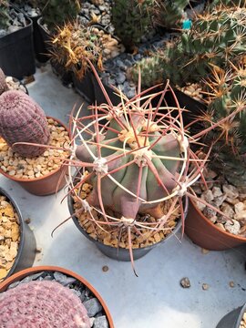 cactus: biznaga 
