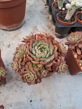 suculenta