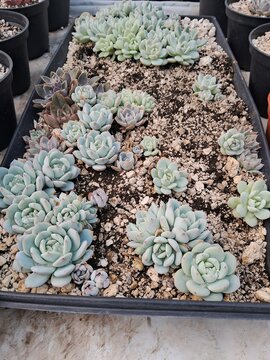 suculenta 