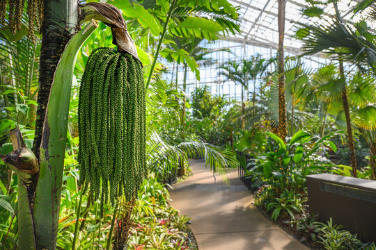 Unique green fruits of a fishtail palm tree in a botanical greenhouse garden