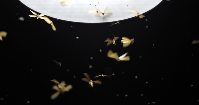 Large groups of alates are buzzing around light bulbs at night, a termite ecosystem.