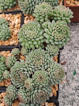 suculenta