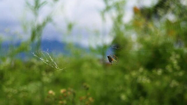 Asian Wasp Spider Catching and Feeding on Captured Insect Prey on Orb Web Against Green Bokeh Background