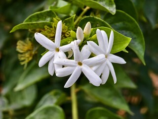 Fototapeta premium Star jasmine flower (Jasminum multiflorum) with blur background