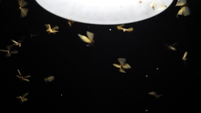 Large groups of alates are buzzing around light bulbs at night, a termite ecosystem.	

