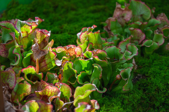 Beautiful purple pitcher plants growing on a green mossy background