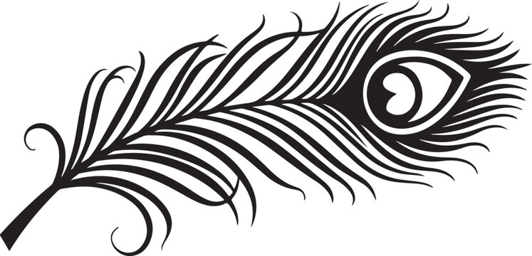 Peacock Feather, Black Vector, Illustration, Feather Icon