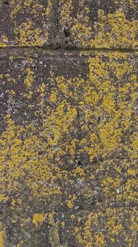 Close-up of an old rustic stone wall covered in bright yellow lichens and green moss, swaying slightly with tiny natural movements in daylight.