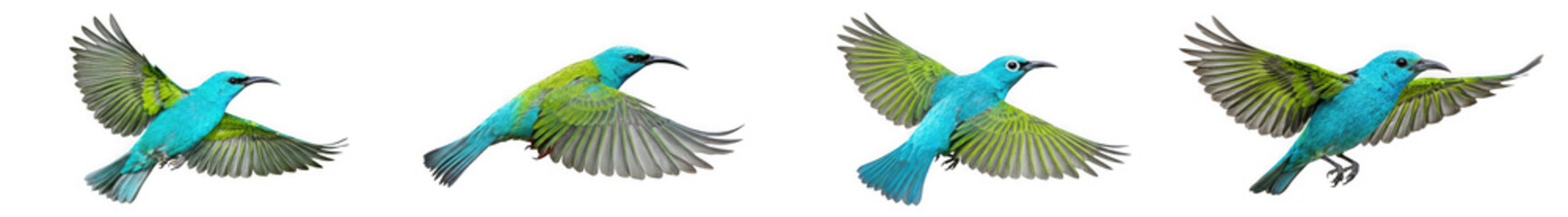 Fototapeta premium Sequence of a blue and green bird in flight showing wing positions with isolated on transparent background