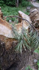 Fototapeta premium Nature, forest, trees, rocks, foliage. Unfiltered photography of the natural beauty of the forest and trees.