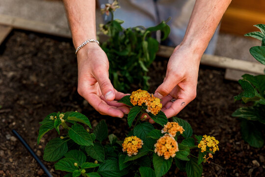 Hands caring for small yellow garden flowers