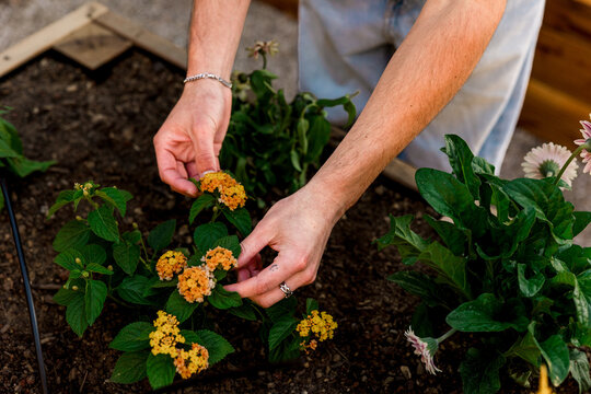 Hands gardening with yellow flowers outdoors