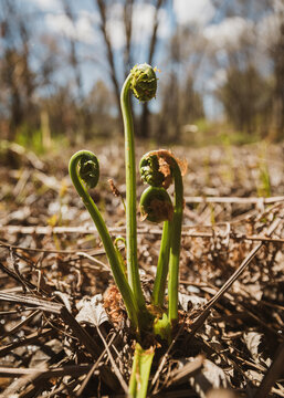 Fresh fiddleheads unfurl from forest floor, Maine