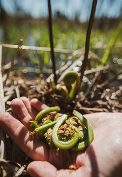 Hand holds freshly picked fiddlehead ferns for eating, Maine