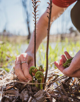 Close up of person harvesting fresh fiddlehead ferns, Maine