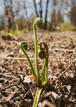 Fiddlehead ferns sprouting from fresh earth in spring in Maine