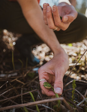 Closeup of hand picking fresh fiddlehead fern frond in Maine