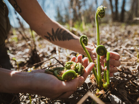 Hands hold and pick fiddlehead ferns in forest setting, Maine