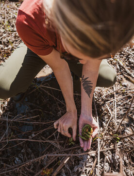 Woman kneels in sunlit forest underbrush to pick fiddlehead ferns