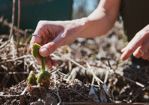 Hand holds small green fiddlehead sprout emerging from soil