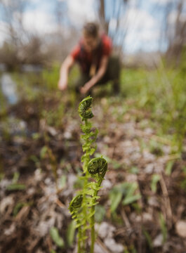 Close up of ferns unfurling in the spring, Maine.