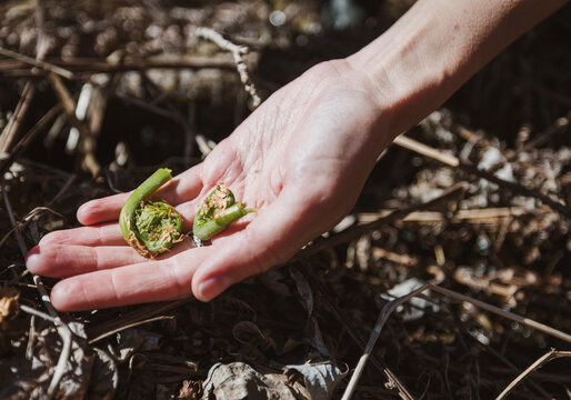 Hand holds two freshly picked fiddlehead fern fronds, Maine