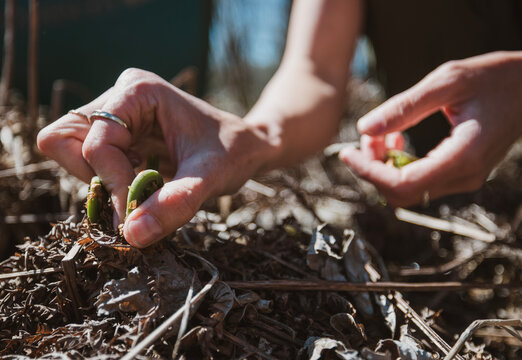 Close up of hand picking sprouting fiddlehead, Bangor, Maine