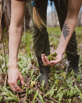 Person holds and harvests green fiddlehead fern plant in forest