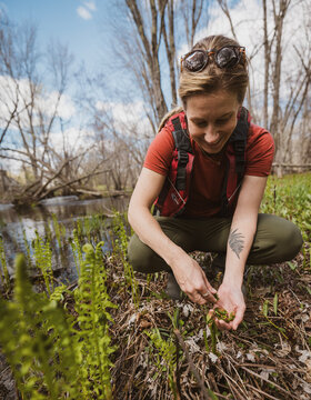 Smiling woman picks fiddlehead ferns in forest in Maine
