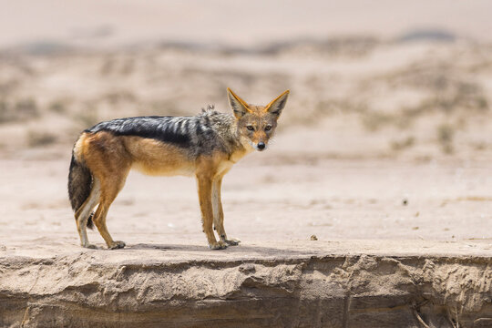 Alert black backed jackal standing in sandy landscape