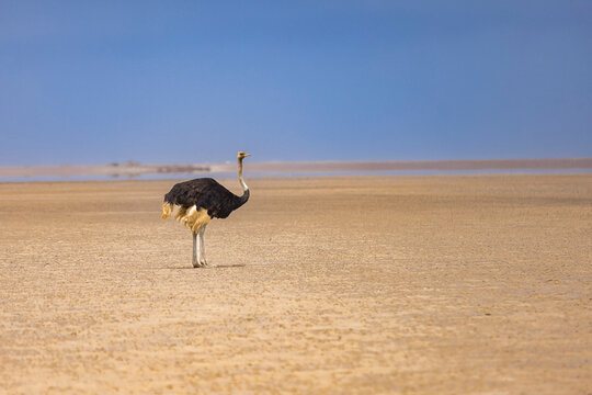 Lone ostrich stands in vast arid landscape