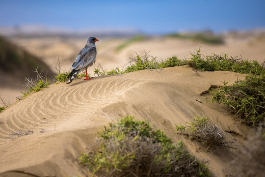 Pale Chanting Goshawk on a windswept desert dune