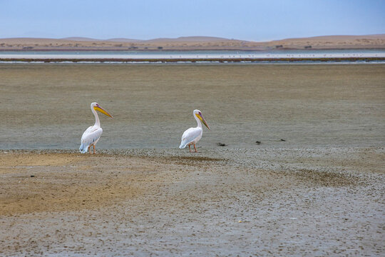 Two white pelicans stand on a vast mudflat