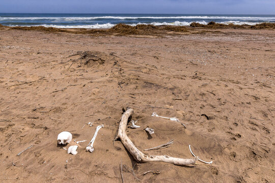 Skeleton skull and bones uncovered on deserted beach
