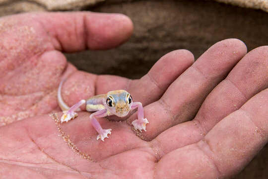 A tiny Namib sand gecko in a person's hand