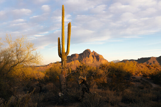 Saguaro cactus with mountains at golden hour