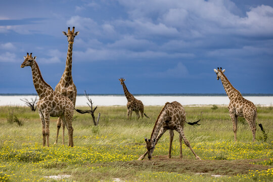 A tower of giraffes grazing on the savanna under a stormy sky