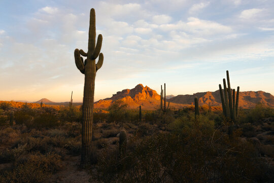 Golden light on saguaro cactus and desert mountains