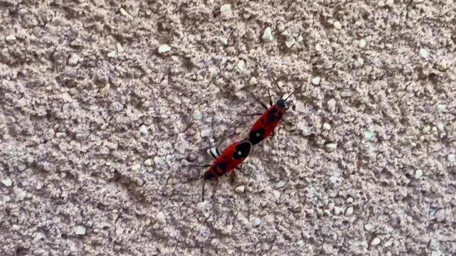 Extreme close up of two firebugs, Pyrrhocoris apterus, mating, attached together on textured wall