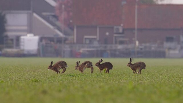Four European hares running and leaping across a green field near a rural village.