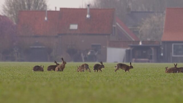 Wild collective of hares in a open field near a quaint European village, slow motion