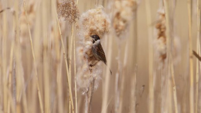 Common Reed Bunting (Emberiza schoeniclus) perched on a fluffy cattail seed head, foraging in slow motion